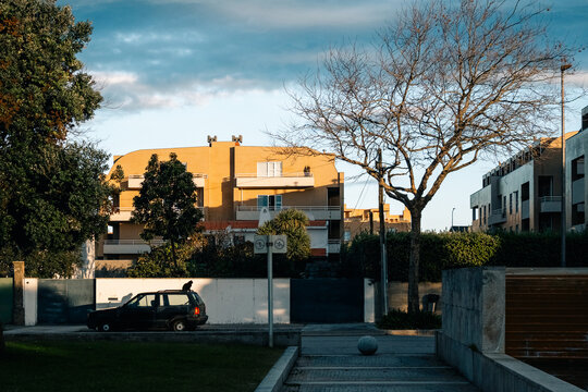 Urban Scene With Trees and Buildings in Afternoon Light