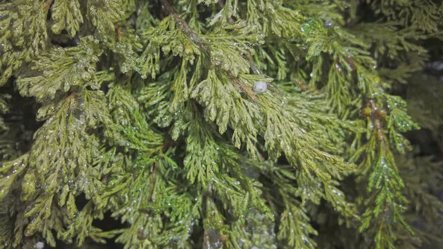 Icy twigs on Cypress sparkle in bright sunlight. Transition from fall to winter concept. Natural winter scene: juniper with evergreen leaves covered in thin layer of ice and brilliants in sunshine