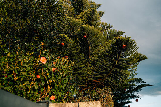 Colorful Plants and Trees in a Garden Under Cloudy Sky