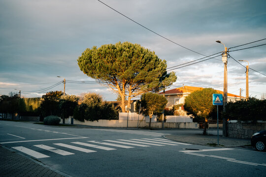 Tree and House Near Road at Sunset in Small Town