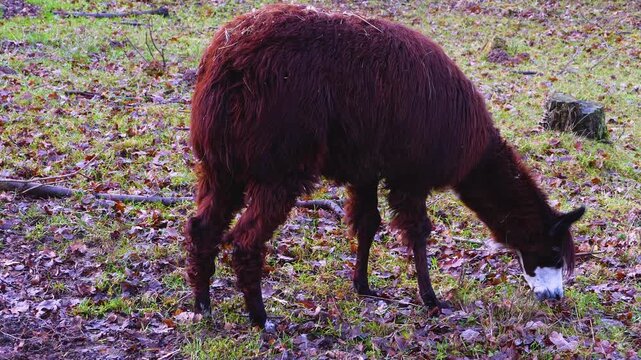 Close up of a llama grazing on a green lawn on a sunny autumn day. 