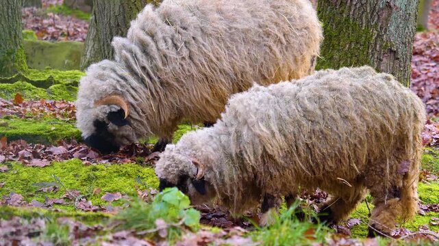 Close up of two black nose sheep grazing in the forest on a cloudy autumn day