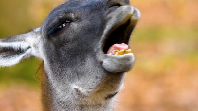 Close up of a guanaco head yawning on a sunny autumn day