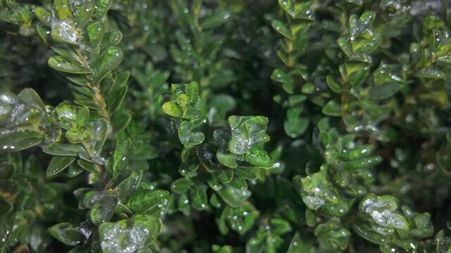 Icy leaves on Boxwood sparkle in bright sun light. Transition from winter to spring concept. Natural winter scene: Box with evergreen foliage in layer of ice. Iced green leaf`s brilliants in sunshine