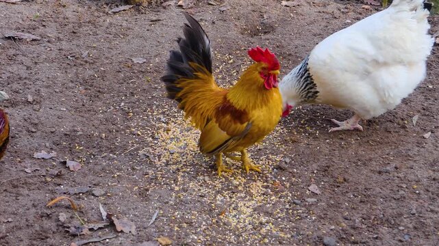 Close up of a male rooster chicken standing around a farm on a sunny autumn day looking aorund