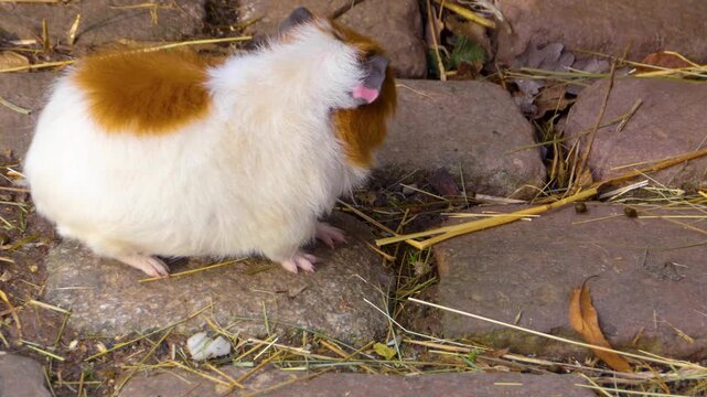 Close up guinea pigs moving around the ground ina backyard on a cloudy autumn day