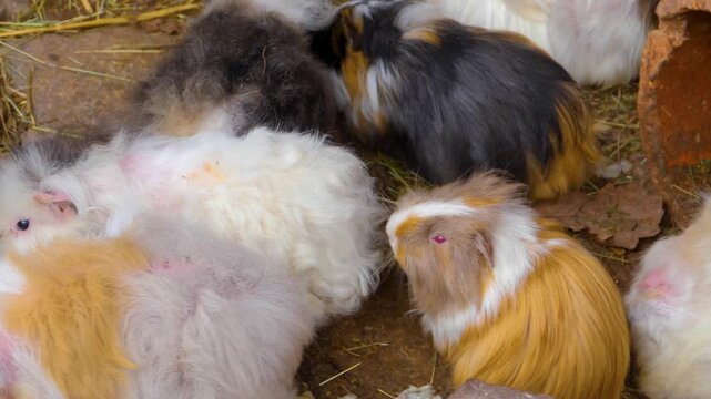 Close up guinea pigs moving around the ground ina backyard on a cloudy autumn day