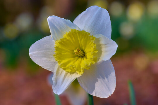 White Daffodil with yellow center at botanical garden   