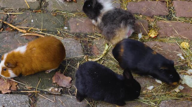 Close up guinea pigs moving around the ground ina backyard on a cloudy autumn day