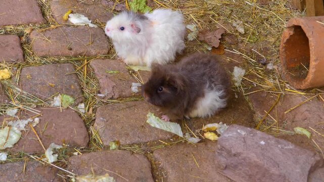 Close up guinea pigs moving around the ground ina backyard on a cloudy autumn day