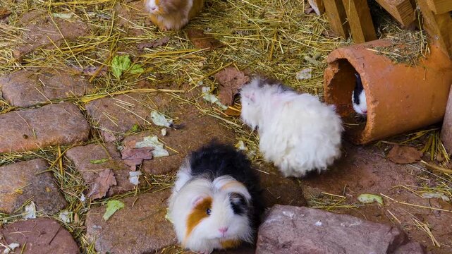 Close up guinea pigs moving around the ground ina backyard on a cloudy autumn day