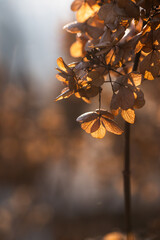 Suche kwiaty hortensji w ciepłym świetle porannego słońca © Elżbieta Kaps