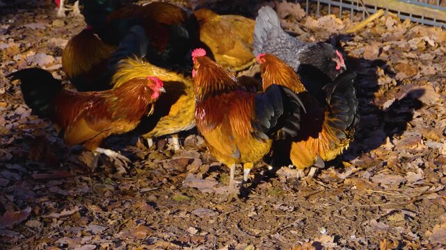 Close up of a bunch of chicken standing around a farm on a sunny autumn day looking around