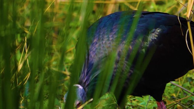 Close up of a northern bold ibis bird head picking around grass on a sunny day