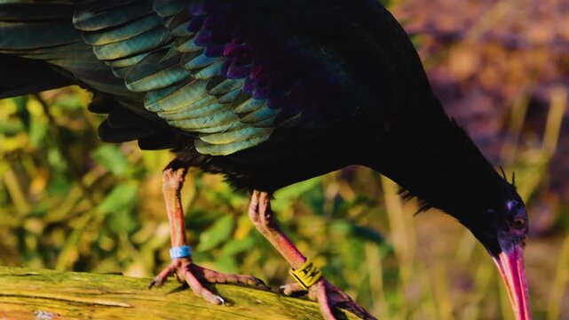 Close up of an northern ibis walking  around a meadow on a sunny day searching for food.