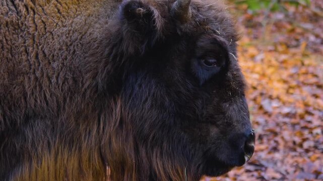 Close up of a european bison head standing around a forest on a cloudy autumn day