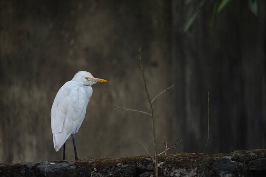  Cattle Egret (Bubulcus ibis) with a smooth and blurry background.