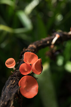 Vibrant red Fungi on a Branch in Rainforest in Oaxaca Mexico