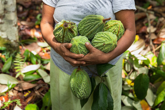 Close-Up of Woman Holding white cacao (Theobroma bicolor)