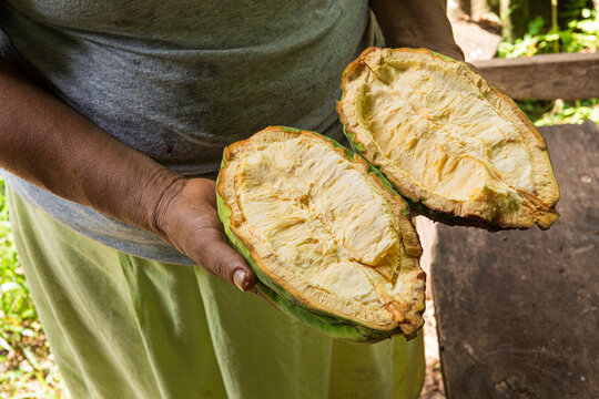 Halved white cacao Pod Revealing Seeds Inside