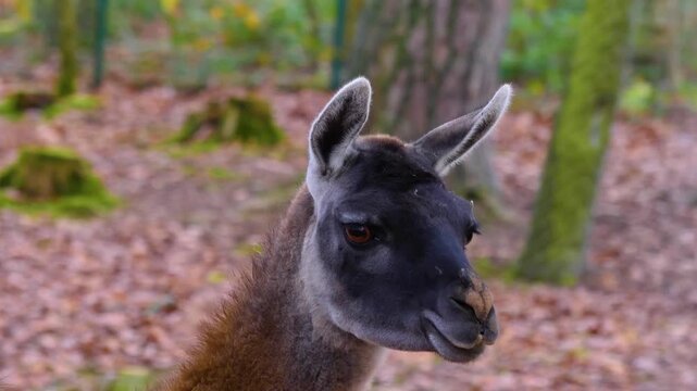 Close up of a guanaco head walking in the forest and looking around on a sunny autumn day