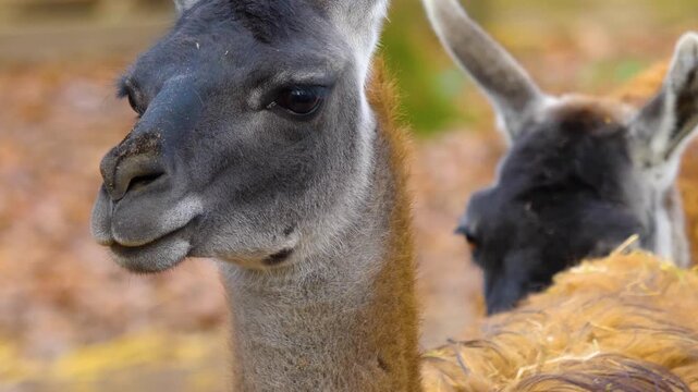Close up of a guanaco head standing in the forest and looking around on a sunny autumn day