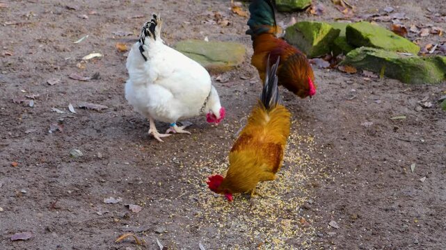 Close up of a male rooster chicken standing around a farm on a sunny autumn day looking aorund