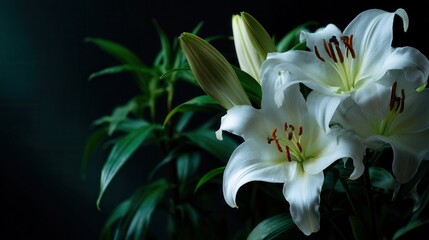 Obraz premium Two white lilies with orange stamens, green leaves, and unopened buds against black backdrop. Dramatic lighting, high contrast, shallow depth of field.