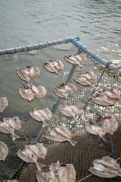 Sun-Dried Fish on a Net by the Sea