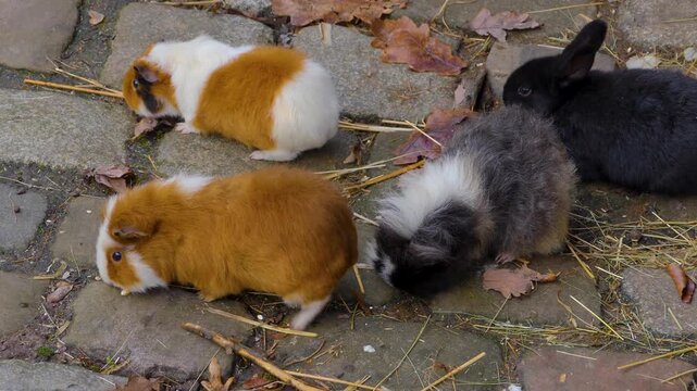 Close up guinea pigs moving around the ground ina backyard on a cloudy autumn day