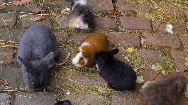 Close up guinea pigs moving around the ground ina backyard on a cloudy autumn day