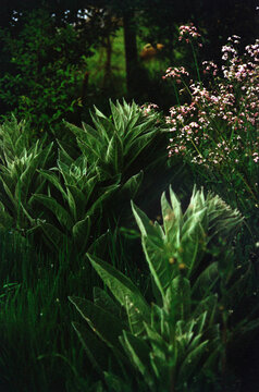 Lush Green Plants and Wildflowers at Dusk