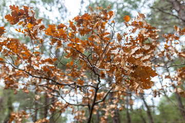 Fototapeta premium Branches of an oak tree with dry, brown leaves in a forest against a bright sky. Autumn season nature concept.