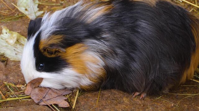 Close up guinea pig standing the ground in a backyard and chewing on a cloudy autumn day