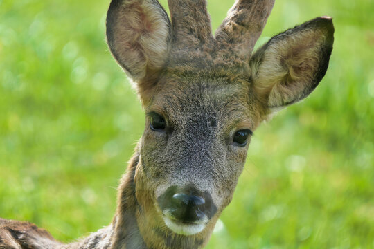 Close up of a Roe Deer buck looking at the camera
