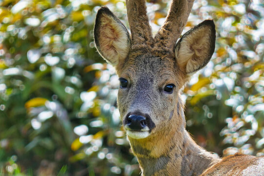 Close up of a Roe Deer buck looking at the camera
