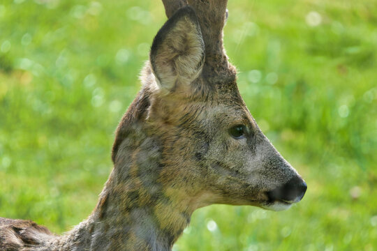 Close up of a Roe Deer buck taken from inside a conservatory
