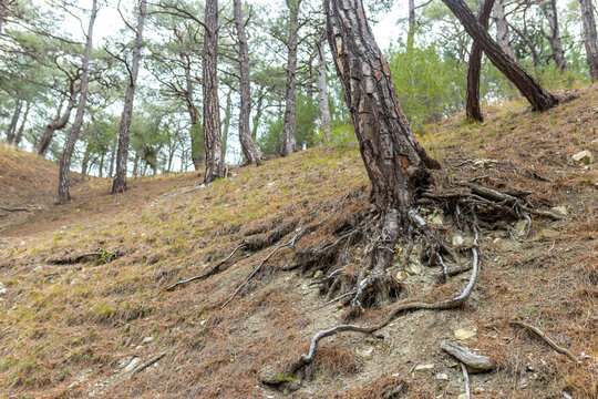 Old pine trees growing on a steep hillside with exposed roots. Nature view of a forest landscape. Woodland environment scene.