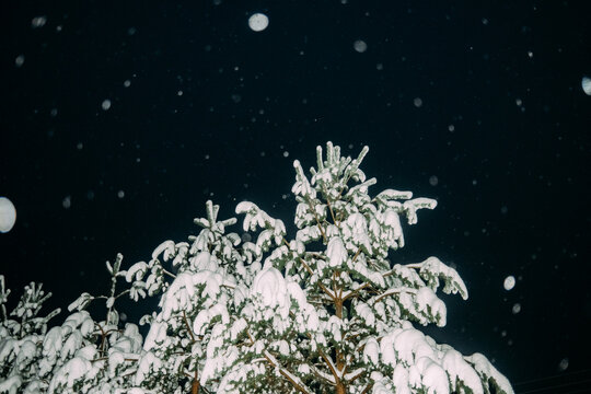 Snowy trees beneath a dark sky