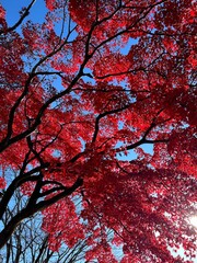 red autumn leaves