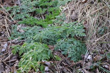 Lush Green Fern Plant in Forest Understory