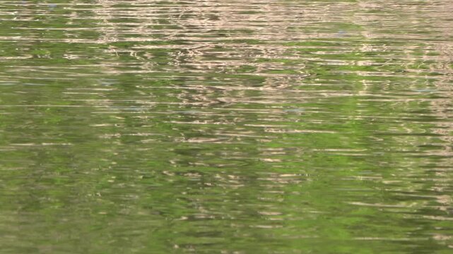 Distorted Mirror Reflections of Green Foliage on Rippling River Waves.