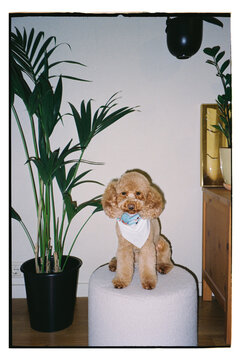Dog sitting on a round stool in a room 