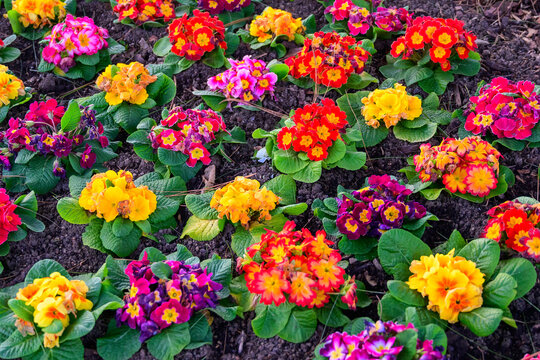 Vibrant primrose flowers in a garden bed bursting with color and life