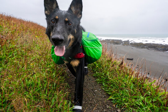 wet dog in booties and harness backpack