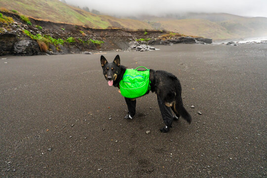 dog off-leash harness pack