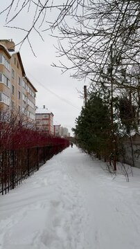 Thick, red, tall branches of a leafless shrub called White Deren grow along the iron fence of an apartment building. It's winter time. A shrub from the dogwood family. It's snowing a little. Winter ti