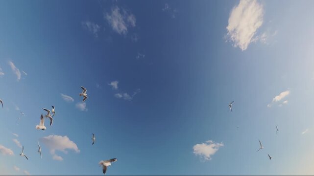 Slow motion of many white seagulls fly against the background of blue sky with clouds. Flock of sea gulls flies overhead.