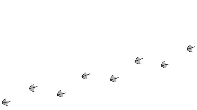 Animation of the gray silhouette of the footprints of a bird. Cartoon funny bird print along the path.  Animation of Flamingo paw prints on a white background. 4K. Animated Video