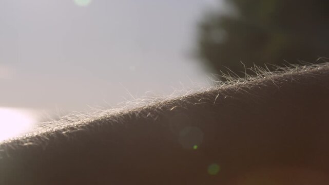 CLOSE UP, LENS FLARE: A sunlit forearm shows raised hairs and goosebumps in the seaside breeze. Warm light and chilly summer evening by the beach. Simple sensory moment of nature, air, and relaxation.